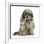 Tabby Kitten 8 Weeks, with Fluffy Black and Grey Daxie Doodle (Daschund Poodle Cross) Puppy-Mark Taylor-Framed Photographic Print