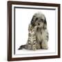 Tabby Kitten 8 Weeks, with Fluffy Black and Grey Daxie Doodle (Daschund Poodle Cross) Puppy-Mark Taylor-Framed Photographic Print