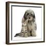 Tabby Kitten 8 Weeks, with Fluffy Black and Grey Daxie Doodle (Daschund Poodle Cross) Puppy-Mark Taylor-Framed Photographic Print