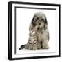 Tabby Kitten 8 Weeks, with Fluffy Black and Grey Daxie Doodle (Daschund Poodle Cross) Puppy-Mark Taylor-Framed Photographic Print