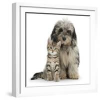 Tabby Kitten 8 Weeks, with Fluffy Black and Grey Daxie Doodle (Daschund Poodle Cross) Puppy-Mark Taylor-Framed Photographic Print