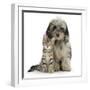 Tabby Kitten 8 Weeks, with Fluffy Black and Grey Daxie Doodle (Daschund Poodle Cross) Puppy-Mark Taylor-Framed Photographic Print