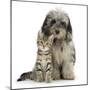 Tabby Kitten 8 Weeks, with Fluffy Black and Grey Daxie Doodle (Daschund Poodle Cross) Puppy-Mark Taylor-Mounted Photographic Print