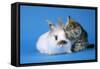 Tabby Kitten and Rabbit-null-Framed Stretched Canvas