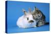 Tabby Kitten and Rabbit-null-Stretched Canvas