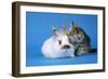 Tabby Kitten and Rabbit-null-Framed Photographic Print