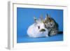 Tabby Kitten and Rabbit-null-Framed Photographic Print