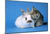 Tabby Kitten and Rabbit-null-Mounted Photographic Print