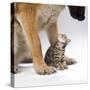 Tabby Kitten Between Large Dog's Paws-null-Stretched Canvas