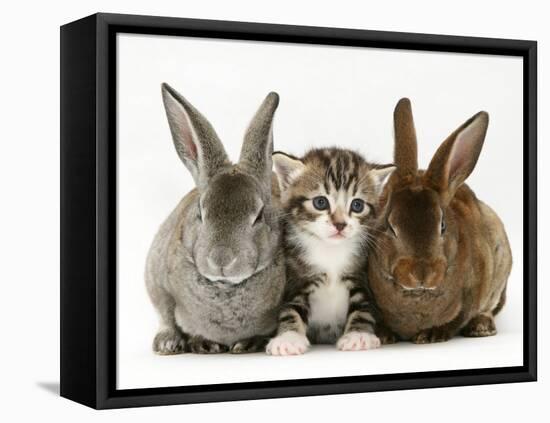 Tabby Kitten Between Two Rabbits-Jane Burton-Framed Stretched Canvas