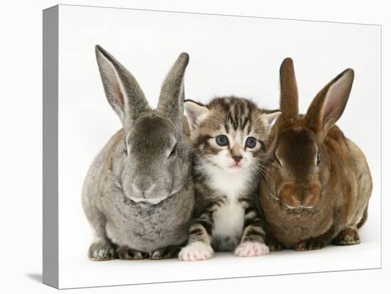 Tabby Kitten Between Two Rabbits-Jane Burton-Stretched Canvas