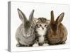Tabby Kitten Between Two Rabbits-Jane Burton-Stretched Canvas