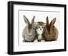 Tabby Kitten Between Two Rabbits-Jane Burton-Framed Premium Photographic Print