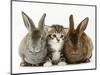 Tabby Kitten Between Two Rabbits-Jane Burton-Mounted Premium Photographic Print