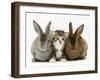 Tabby Kitten Between Two Rabbits-Jane Burton-Framed Photographic Print