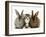 Tabby Kitten Between Two Rabbits-Jane Burton-Framed Photographic Print