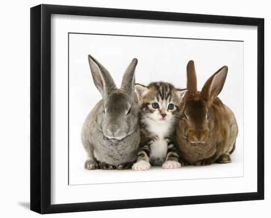 Tabby Kitten Between Two Rabbits-Jane Burton-Framed Photographic Print