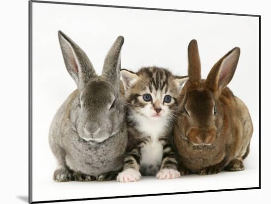 Tabby Kitten Between Two Rabbits-Jane Burton-Mounted Photographic Print