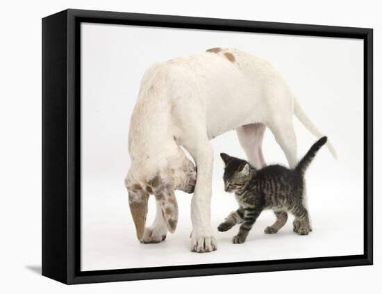 Tabby Kitten, Fosset, 10 Weeks, with Great Dane Puppy, Tia, 14 Weeks-Mark Taylor-Framed Stretched Canvas