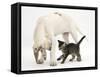 Tabby Kitten, Fosset, 10 Weeks, with Great Dane Puppy, Tia, 14 Weeks-Mark Taylor-Framed Stretched Canvas
