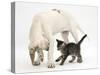 Tabby Kitten, Fosset, 10 Weeks, with Great Dane Puppy, Tia, 14 Weeks-Mark Taylor-Stretched Canvas