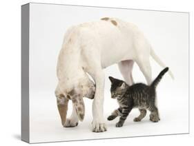 Tabby Kitten, Fosset, 10 Weeks, with Great Dane Puppy, Tia, 14 Weeks-Mark Taylor-Stretched Canvas