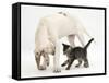 Tabby Kitten, Fosset, 10 Weeks, with Great Dane Puppy, Tia, 14 Weeks-Mark Taylor-Framed Stretched Canvas