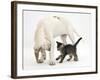 Tabby Kitten, Fosset, 10 Weeks, with Great Dane Puppy, Tia, 14 Weeks-Mark Taylor-Framed Photographic Print