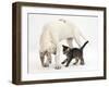 Tabby Kitten, Fosset, 10 Weeks, with Great Dane Puppy, Tia, 14 Weeks-Mark Taylor-Framed Photographic Print