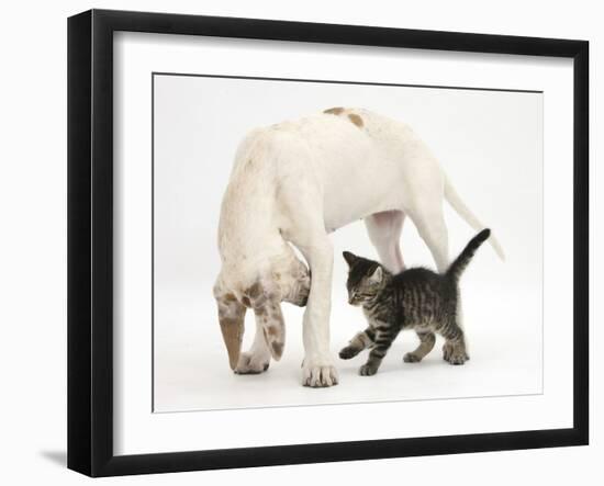 Tabby Kitten, Fosset, 10 Weeks, with Great Dane Puppy, Tia, 14 Weeks-Mark Taylor-Framed Photographic Print