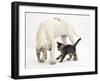 Tabby Kitten, Fosset, 10 Weeks, with Great Dane Puppy, Tia, 14 Weeks-Mark Taylor-Framed Photographic Print