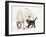 Tabby Kitten, Fosset, 10 Weeks, with Great Dane Puppy, Tia, 14 Weeks-Mark Taylor-Framed Photographic Print