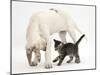 Tabby Kitten, Fosset, 10 Weeks, with Great Dane Puppy, Tia, 14 Weeks-Mark Taylor-Mounted Photographic Print