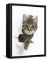 Tabby Kitten, Fosset, 4 Months , Breaking Through Paper-Mark Taylor-Framed Stretched Canvas