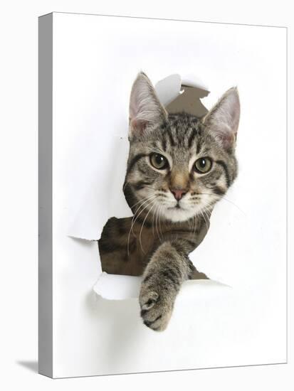 Tabby Kitten, Fosset, 4 Months , Breaking Through Paper-Mark Taylor-Stretched Canvas