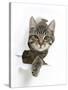 Tabby Kitten, Fosset, 4 Months , Breaking Through Paper-Mark Taylor-Stretched Canvas