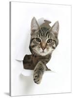 Tabby Kitten, Fosset, 4 Months , Breaking Through Paper-Mark Taylor-Stretched Canvas