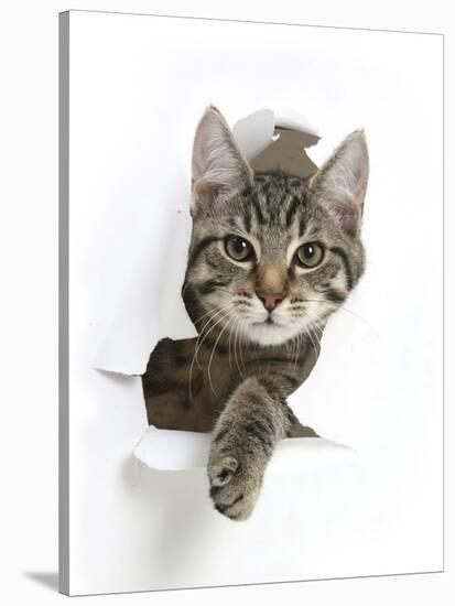 Tabby Kitten, Fosset, 4 Months , Breaking Through Paper-Mark Taylor-Stretched Canvas