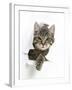 Tabby Kitten, Fosset, 4 Months , Breaking Through Paper-Mark Taylor-Framed Premium Photographic Print