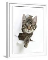 Tabby Kitten, Fosset, 4 Months , Breaking Through Paper-Mark Taylor-Framed Premium Photographic Print