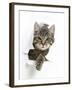 Tabby Kitten, Fosset, 4 Months , Breaking Through Paper-Mark Taylor-Framed Premium Photographic Print