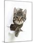 Tabby Kitten, Fosset, 4 Months , Breaking Through Paper-Mark Taylor-Mounted Premium Photographic Print