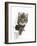 Tabby Kitten, Fosset, 4 Months , Breaking Through Paper-Mark Taylor-Framed Photographic Print