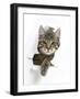 Tabby Kitten, Fosset, 4 Months , Breaking Through Paper-Mark Taylor-Framed Photographic Print