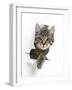 Tabby Kitten, Fosset, 4 Months , Breaking Through Paper-Mark Taylor-Framed Photographic Print