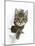 Tabby Kitten, Fosset, 4 Months , Breaking Through Paper-Mark Taylor-Mounted Photographic Print