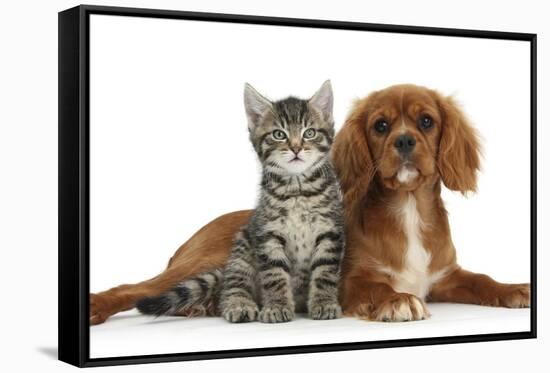 Tabby Kitten, Fosset, 8 Weeks Old, Sitting with Ruby Cavalier King Charles Spaniel Bitch, Star-Mark Taylor-Framed Stretched Canvas