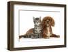 Tabby Kitten, Fosset, 8 Weeks Old, Sitting with Ruby Cavalier King Charles Spaniel Bitch, Star-Mark Taylor-Framed Photographic Print