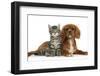 Tabby Kitten, Fosset, 8 Weeks Old, Sitting with Ruby Cavalier King Charles Spaniel Bitch, Star-Mark Taylor-Framed Photographic Print