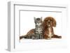 Tabby Kitten, Fosset, 8 Weeks Old, Sitting with Ruby Cavalier King Charles Spaniel Bitch, Star-Mark Taylor-Framed Photographic Print